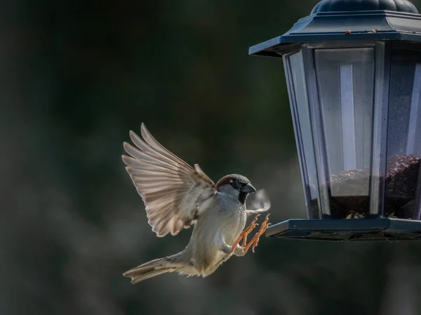 Κοινή Σπίτι Σπουργίτι Πετώντας Στο Land Bird Seed Feeder Φτερά — Φωτογραφία Αρχείου