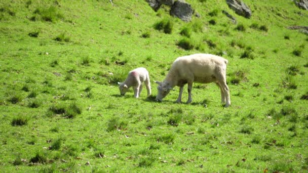 Sheep Grazing Mother Lamb Paddock Sunny Spring Day — Video Stock