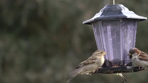 Common House Sparrows Feeding Feeding Station Urban Garden — 图库视频影像