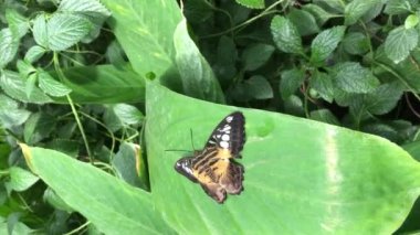 Clipper Butterly 'i dikey görüntüye büyüt ve büyüt
