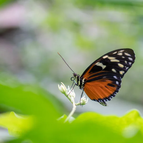 Farfalla Monarca Africana Una Foglia Con Messa Fuoco Selettiva Spazio — Foto Stock