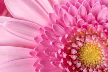 Pembe Gerbera Yaprakları ve Merkezinin Tamamen Odaklanılması