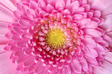 Pembe Gerbera Yaprakları ve Merkezinin Kapanışı