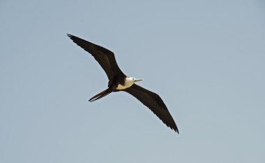 gökyüzünde süzülen frigatebird