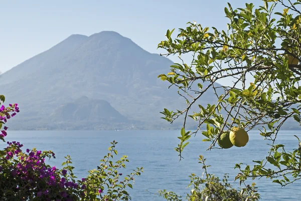 Цитрусове дерево з вулканом — стокове фото