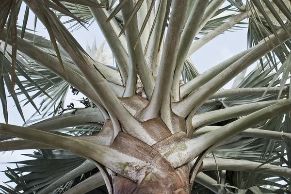 Tronc de palmier avec branches — Photo