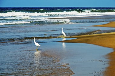  deniz kıyısı sorguçlar ile sörf