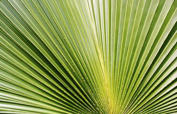 Feuille de palmier en forme de ventilateur — Photo