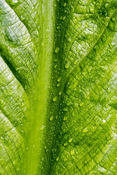 Детали листьев капусты — стоковое фото