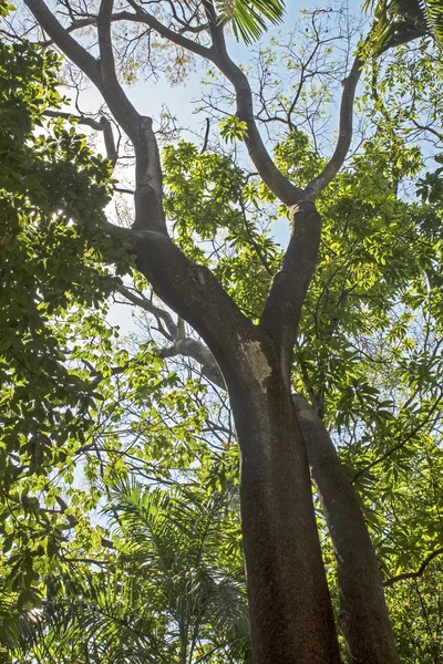 Vista hacia el cielo del árbol tropical — Foto de Stock