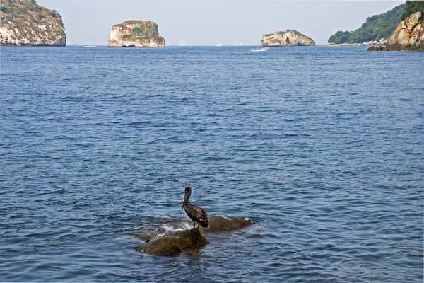 Oceano com ilhas e pelicano — Fotografia de Stock