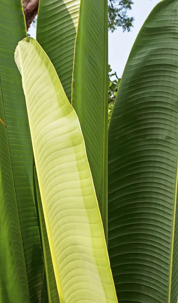 Група листя банана - вертикальна — стокове фото