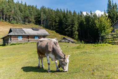 Güzel inek kırsal kesimde otlakta güneşli bir yaz gününde, serada, otlakta.