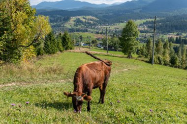 Güzel inek kırsal kesimde otlakta güneşli bir yaz gününde, serada, otlakta.