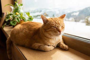 Sevimli kızıl saçlı, uykucu kedi uzanıyor ve bir evde dinleniyor. 