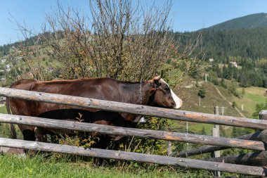 Güzel inek kırsal kesimde otlakta güneşli bir yaz gününde, serada, otlakta.