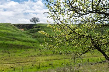 Tepesinde ağaç olan güzel yeşil bir tepe. Açık hava, ilkbahar ya da yaz aylarında güneşli bir gün. Beyaz bulutlu mavi gökyüzü. 