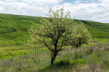 Tepesinde ağaç olan güzel yeşil bir tepe. Açık hava, ilkbahar ya da yaz aylarında güneşli bir gün. Beyaz bulutlu mavi gökyüzü. 