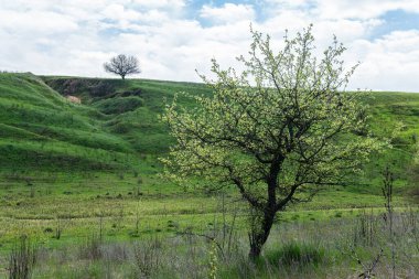 Tepesinde ağaç olan güzel yeşil bir tepe. Açık hava, ilkbahar ya da yaz aylarında güneşli bir gün. Beyaz bulutlu mavi gökyüzü. 
