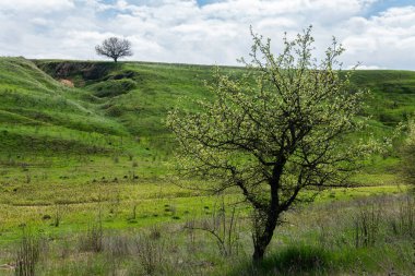 Tepesinde ağaç olan güzel yeşil bir tepe. Açık hava, ilkbahar ya da yaz aylarında güneşli bir gün. Beyaz bulutlu mavi gökyüzü. 