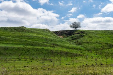 Tepesinde ağaç olan güzel yeşil bir tepe. Açık hava, ilkbahar ya da yaz aylarında güneşli bir gün. Beyaz bulutlu mavi gökyüzü. 