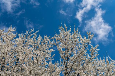 Baharda güneşli bir günde beyaz yapraklı güzel bir kiraz ya da kayısı ağacı. Mavi gökyüzü, açık hava, doğa.