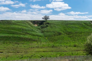 Tepesinde ağaç olan güzel yeşil bir tepe. Açık hava, ilkbahar ya da yaz aylarında güneşli bir gün. Beyaz bulutlu mavi gökyüzü. 