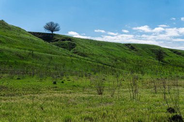 Tepesinde ağaç olan güzel yeşil bir tepe. Açık hava, ilkbahar ya da yaz aylarında güneşli bir gün. Beyaz bulutlu mavi gökyüzü. 