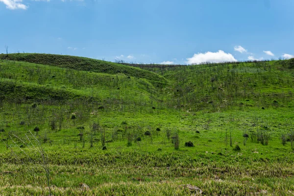 Tepesinde ağaç olan güzel yeşil bir tepe. Açık hava, ilkbahar ya da yaz aylarında güneşli bir gün. Beyaz bulutlu mavi gökyüzü. 