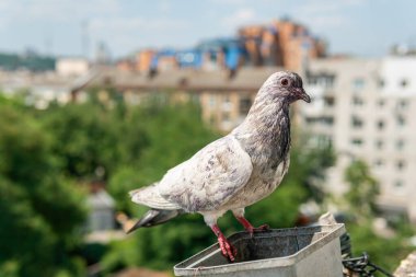 Beyaz, komik, çamurlu, aç bir güvercin güneşli bir yaz gününde bir balkonda çiçek saksısının üzerinde oturuyor.