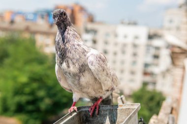 Beyaz, komik, çamurlu, aç bir güvercin güneşli bir yaz gününde bir balkonda çiçek saksısının üzerinde oturuyor.