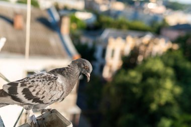 A funny hungry street pigeon is sitting on a porch of a residential building, looking curiously, eating