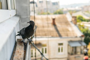 A funny hungry street pigeon is sitting on a porch of a residential building, looking curiously, eating