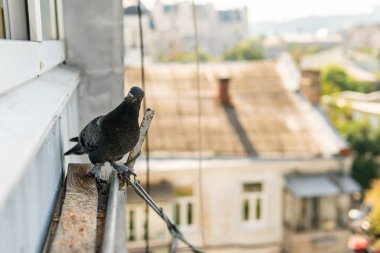 A funny hungry street pigeon is sitting on a porch of a residential building, looking curiously, eating