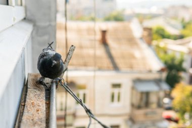 A funny hungry street pigeon is sitting on a porch of a residential building, looking curiously, eating