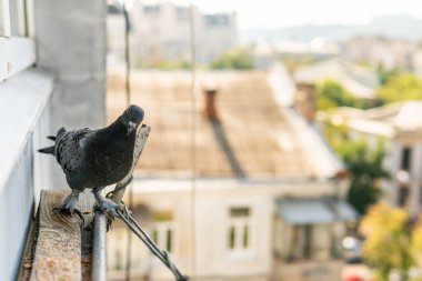 A funny hungry street pigeon is sitting on a porch of a residential building, looking curiously, eating