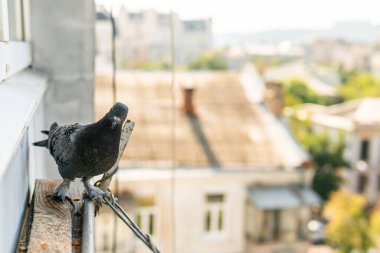 A funny hungry street pigeon is sitting on a porch of a residential building, looking curiously, eating