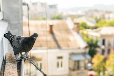 A funny hungry street pigeon is sitting on a porch of a residential building, looking curiously, eating