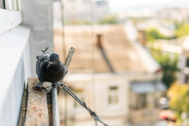 A funny hungry street pigeon is sitting on a porch of a residential building, looking curiously, eating