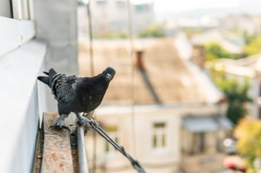 Komik, aç bir sokak güvercini bir apartmanın verandasında oturuyor, tuhaf bir şekilde bakıyor, yemek yiyor.