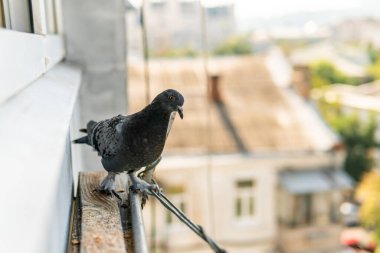 A funny hungry street pigeon is sitting on a porch of a residential building, looking curiously, eating