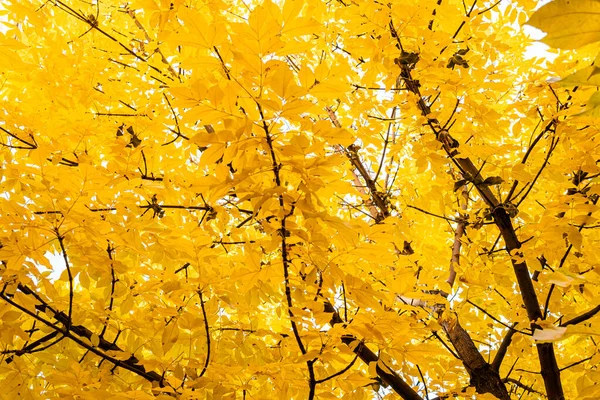 Lot Yellow Leaves Big Tree Beautiful Autumn — стоковое фото