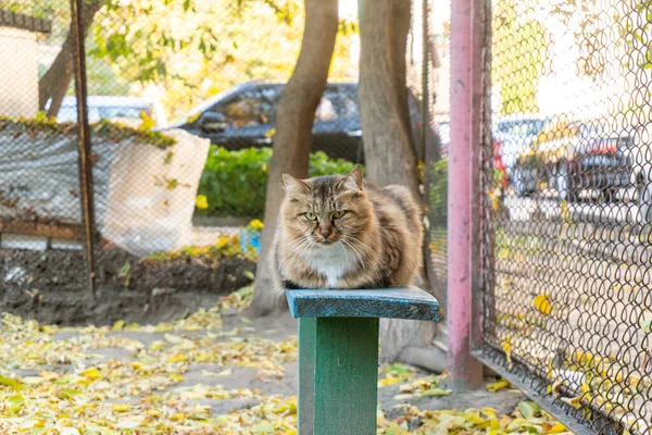 Μια Όμορφη Γάτα Του Δρόμου Κάθεται Ένα Ξύλινο Παγκάκι Και — Φωτογραφία Αρχείου