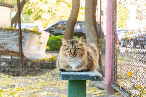 木製のベンチに座って注意深く見ている美しい通りの猫 — ストック写真