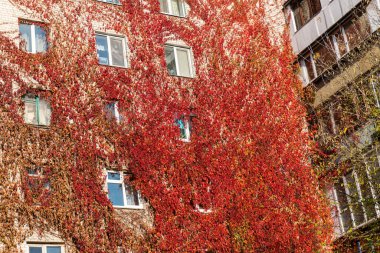 Kyiv, Ukrayna 15 Ekim 2021: Yabani üzüm bitkileriyle kaplı büyük bir meskun bina duvarı. Bir binanın dış cephesi.