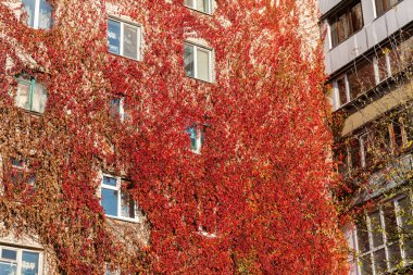 Kyiv, Ukrayna 15 Ekim 2021: Yabani üzüm bitkileriyle kaplı büyük bir meskun bina duvarı. Bir binanın dış cephesi.