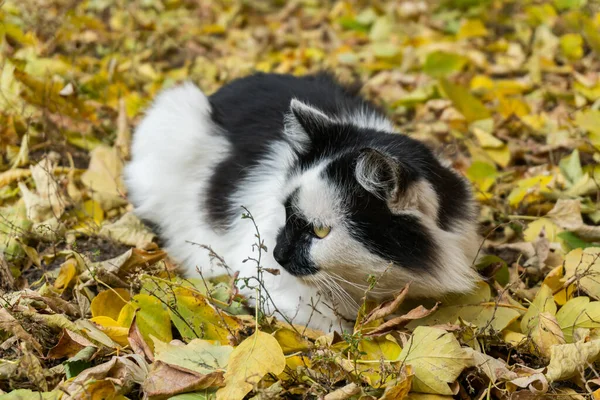 秋に地面に座っている素敵な通りの猫が葉 — ストック写真