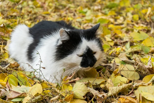 Lovely Street Cat Sitting Outdoors Ground Autumn Leaves — 스톡 사진