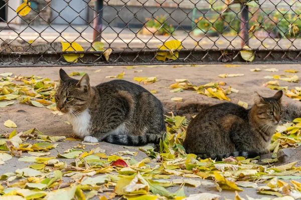 Two Street Cats Sitting Outdoors Ground Autumn Many Colorful Leaves — Stockfoto