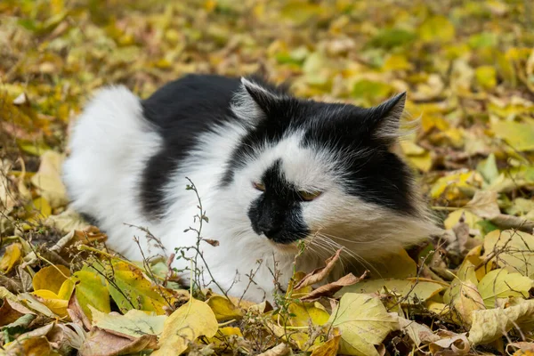 秋に地面に座っている素敵な通りの猫が葉 — ストック写真
